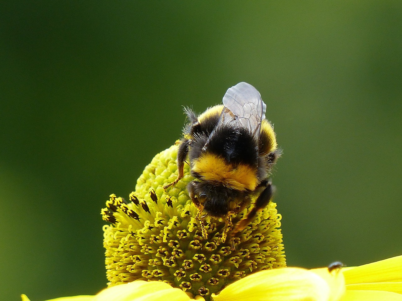 flower coneflower bee free photo
