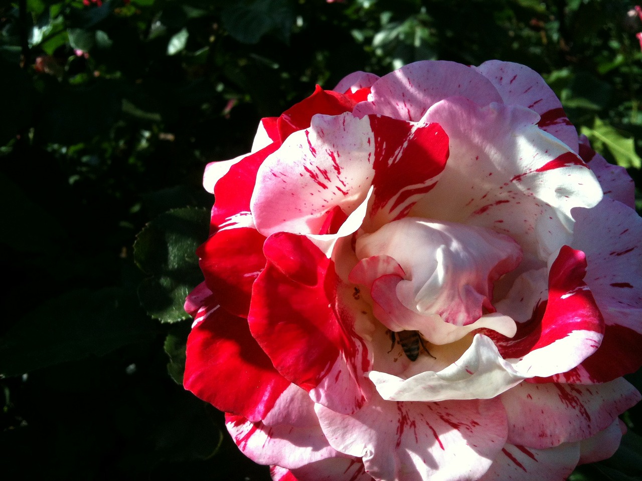 flower rose pink free photo