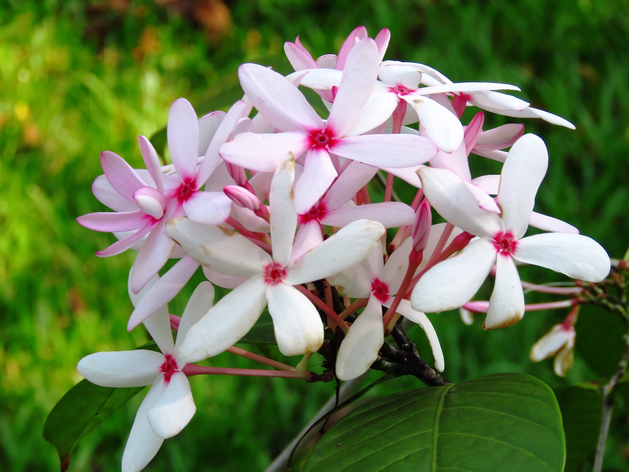 flower fresh close up free photo