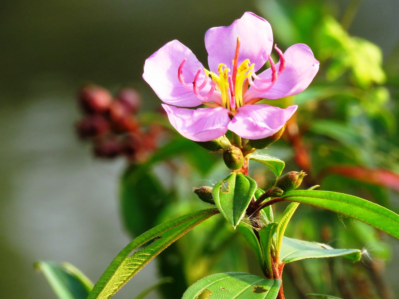 flower fresh close up free photo