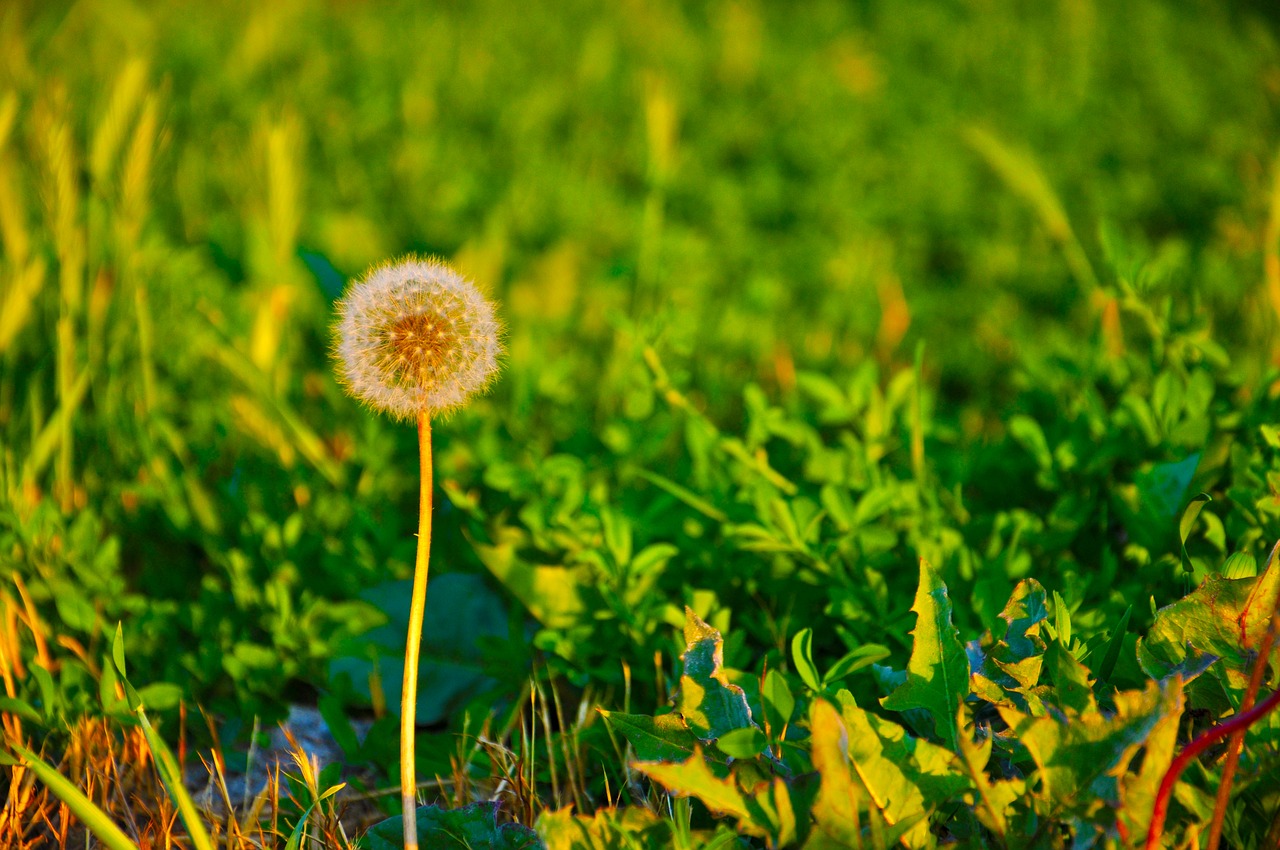 flower green spring flowers free photo