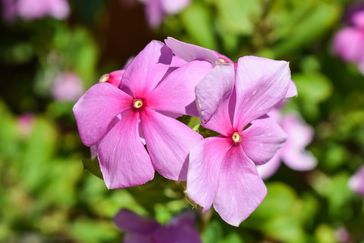 flower purple nature free photo