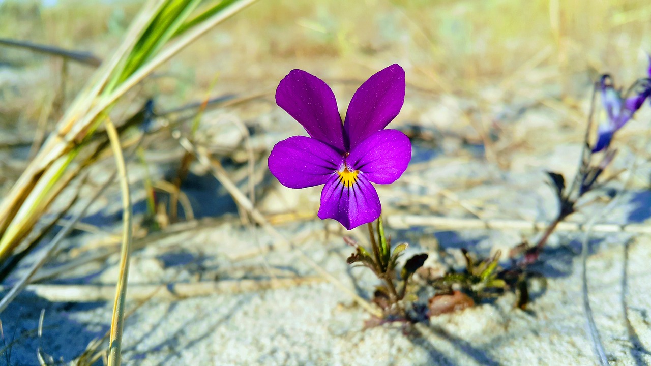 flower daisy girls on the beach free photo