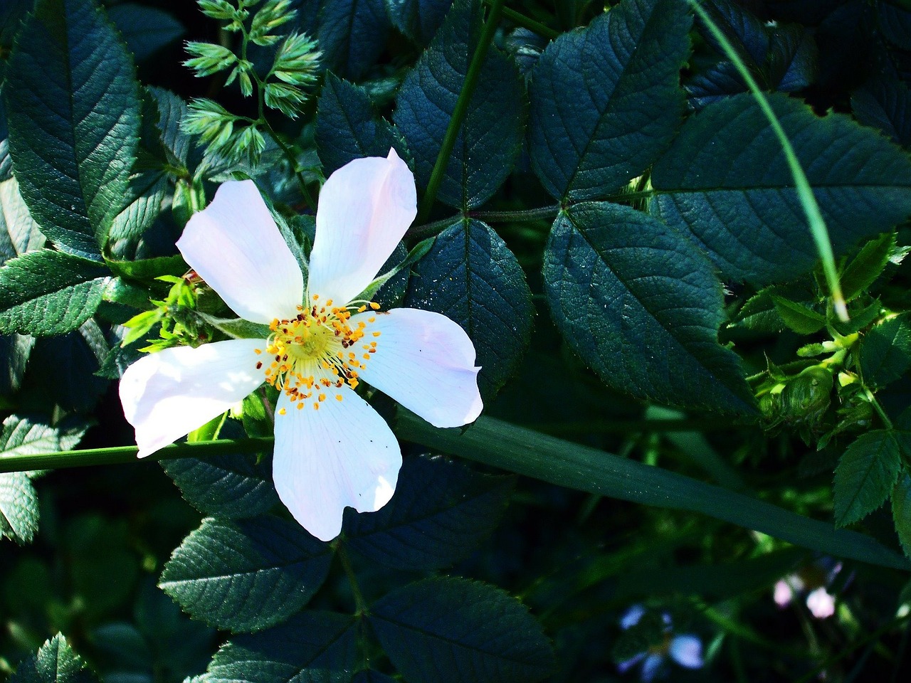 flower spring nature free photo