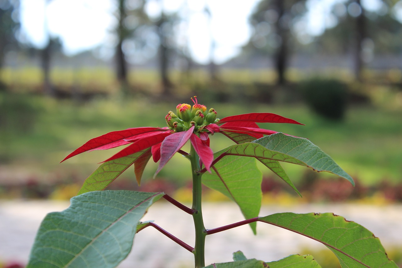 flower beautiful nature free photo