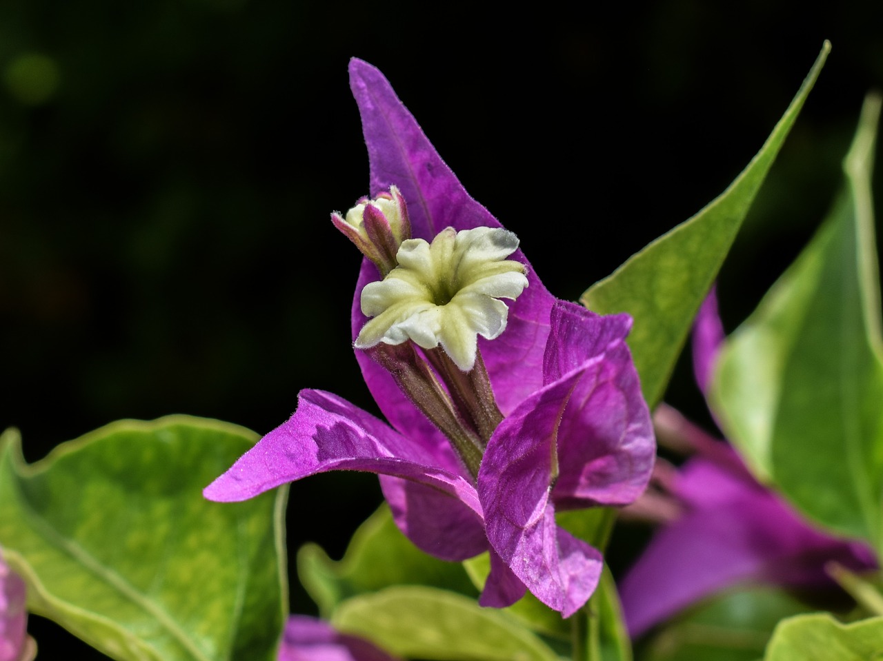 flower purple nature free photo