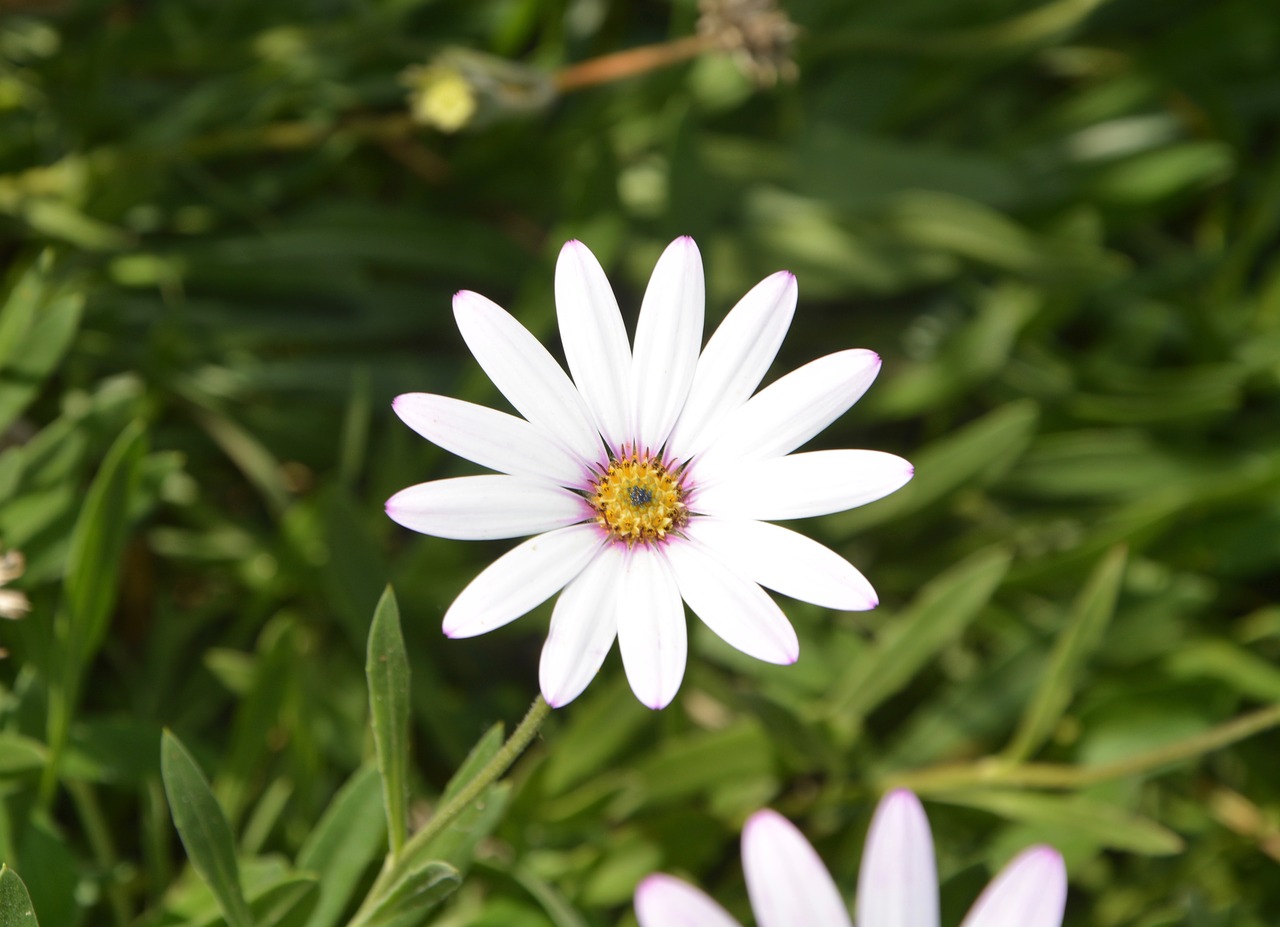 flower white petals garden free photo