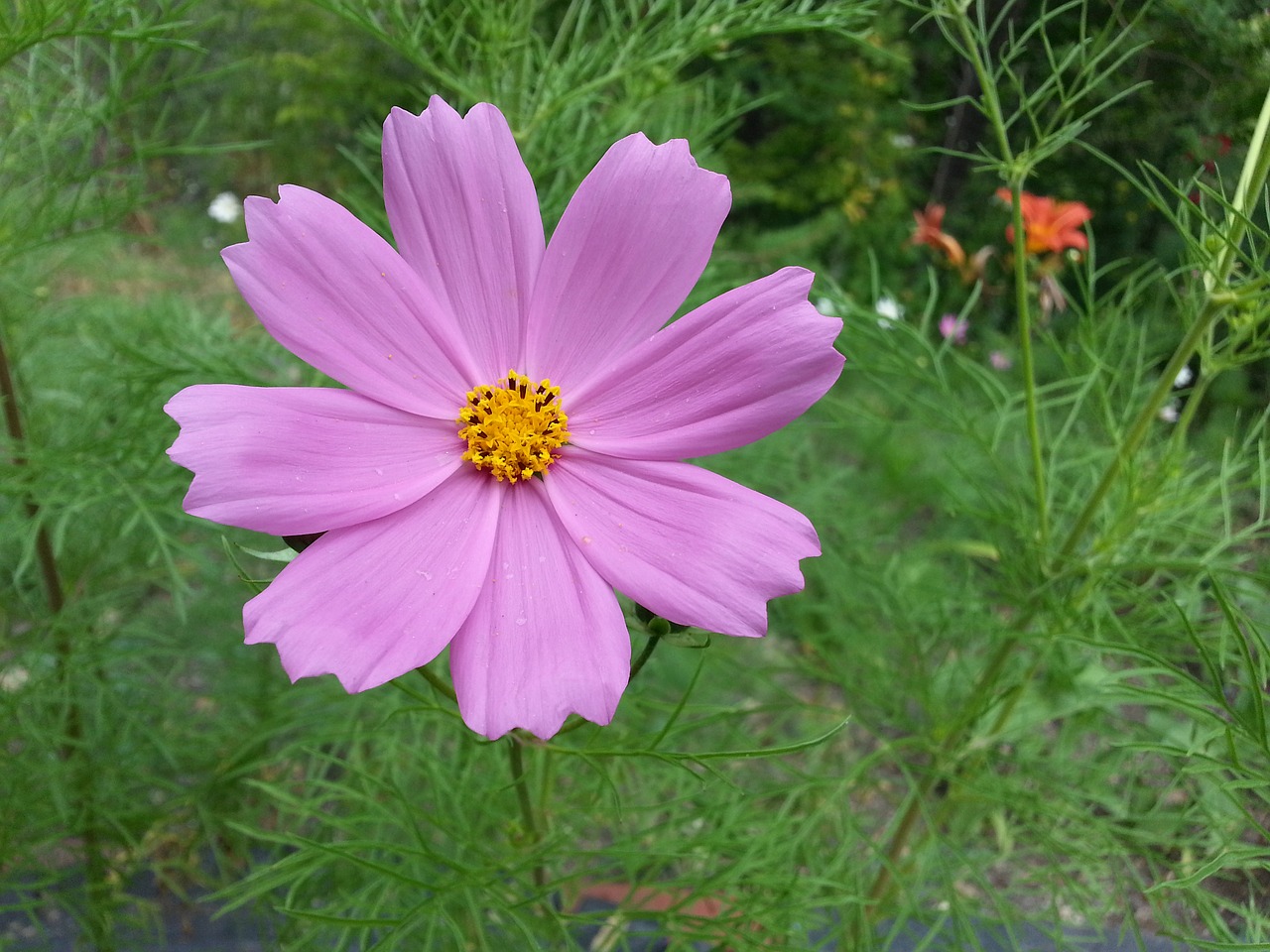 flower cosmos pink free photo