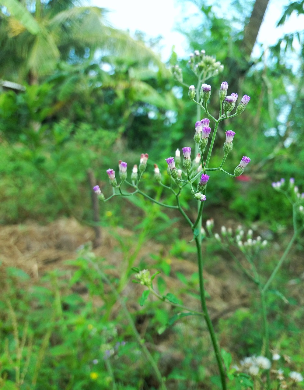 flower flowers wildflowers free photo