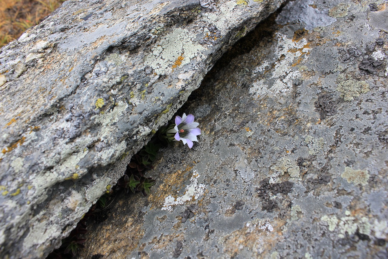 flower rocks natural free photo