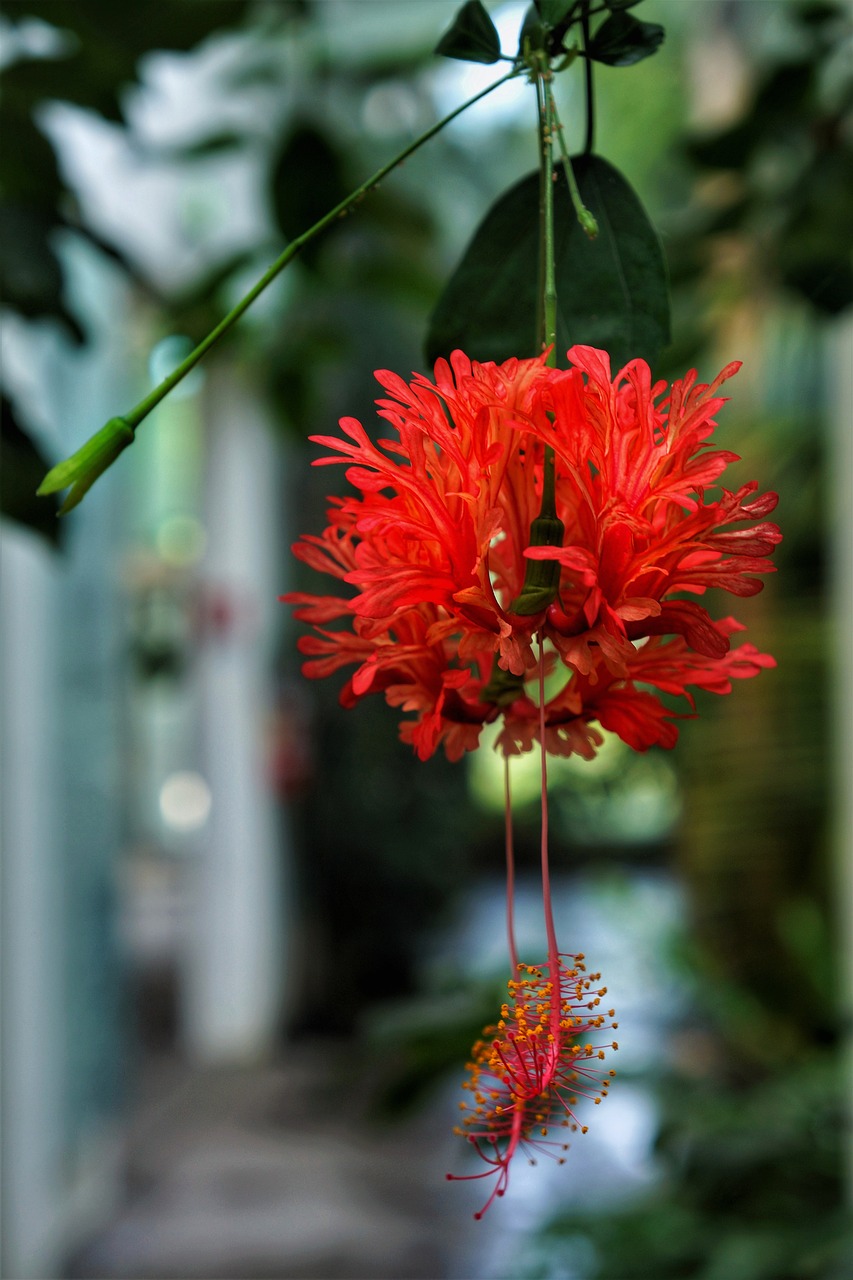 flower hanging botanical free photo