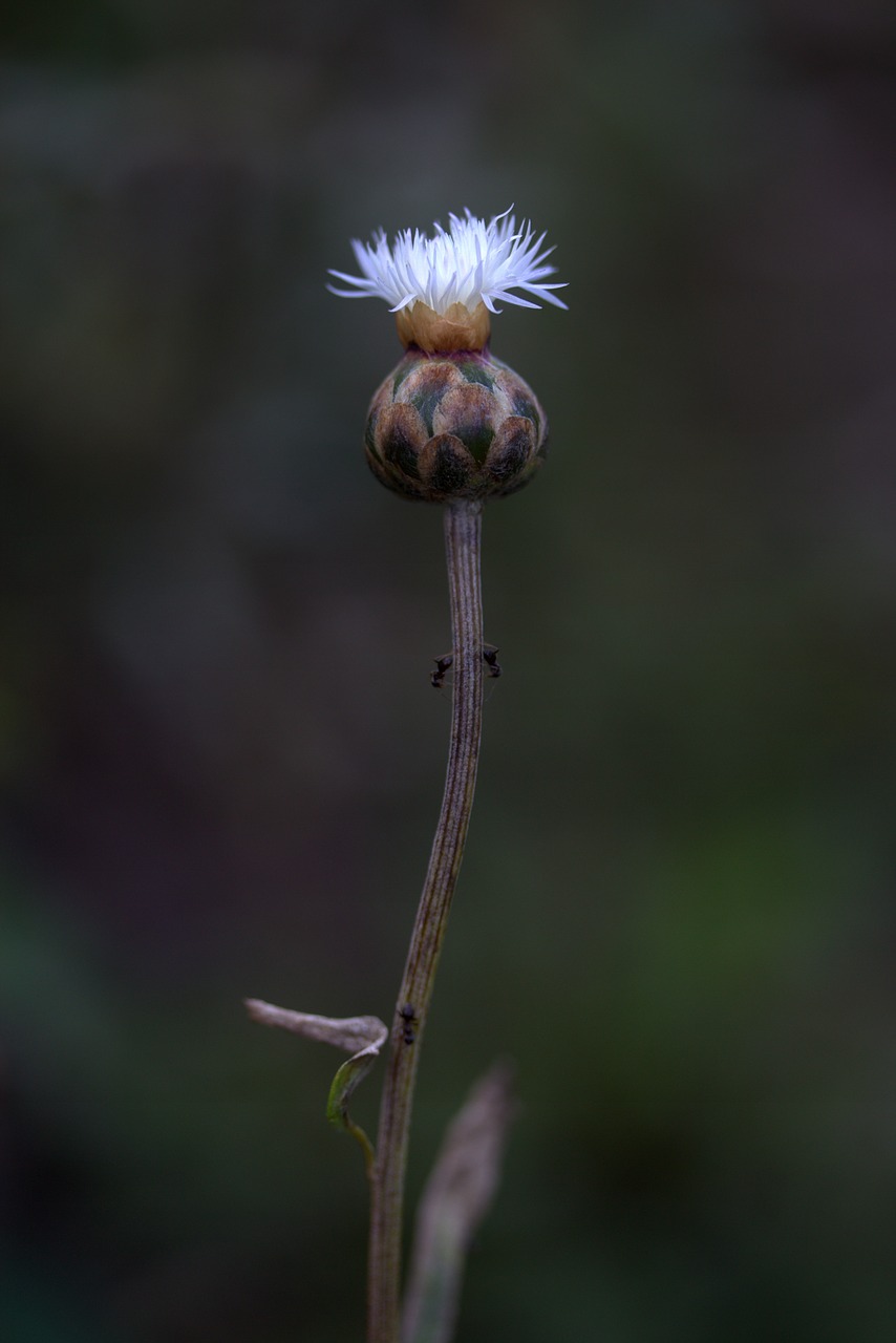 flower freshman white free photo