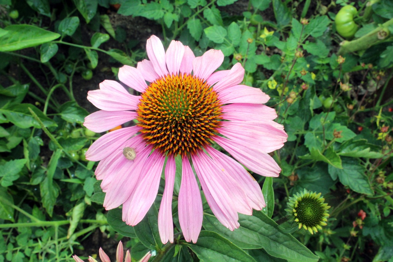 flower garden a garden plant free photo