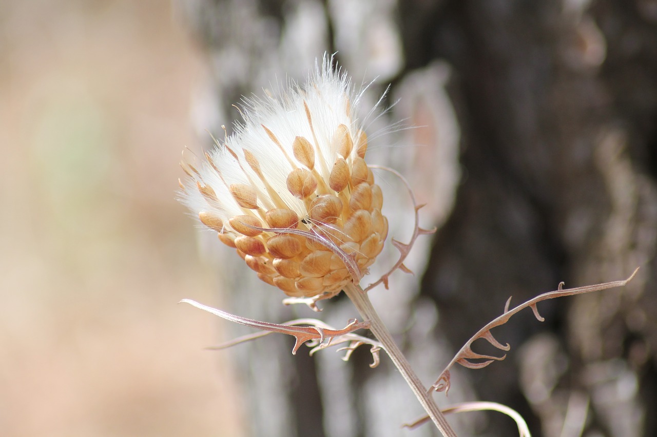 flower thistle wild flower free photo