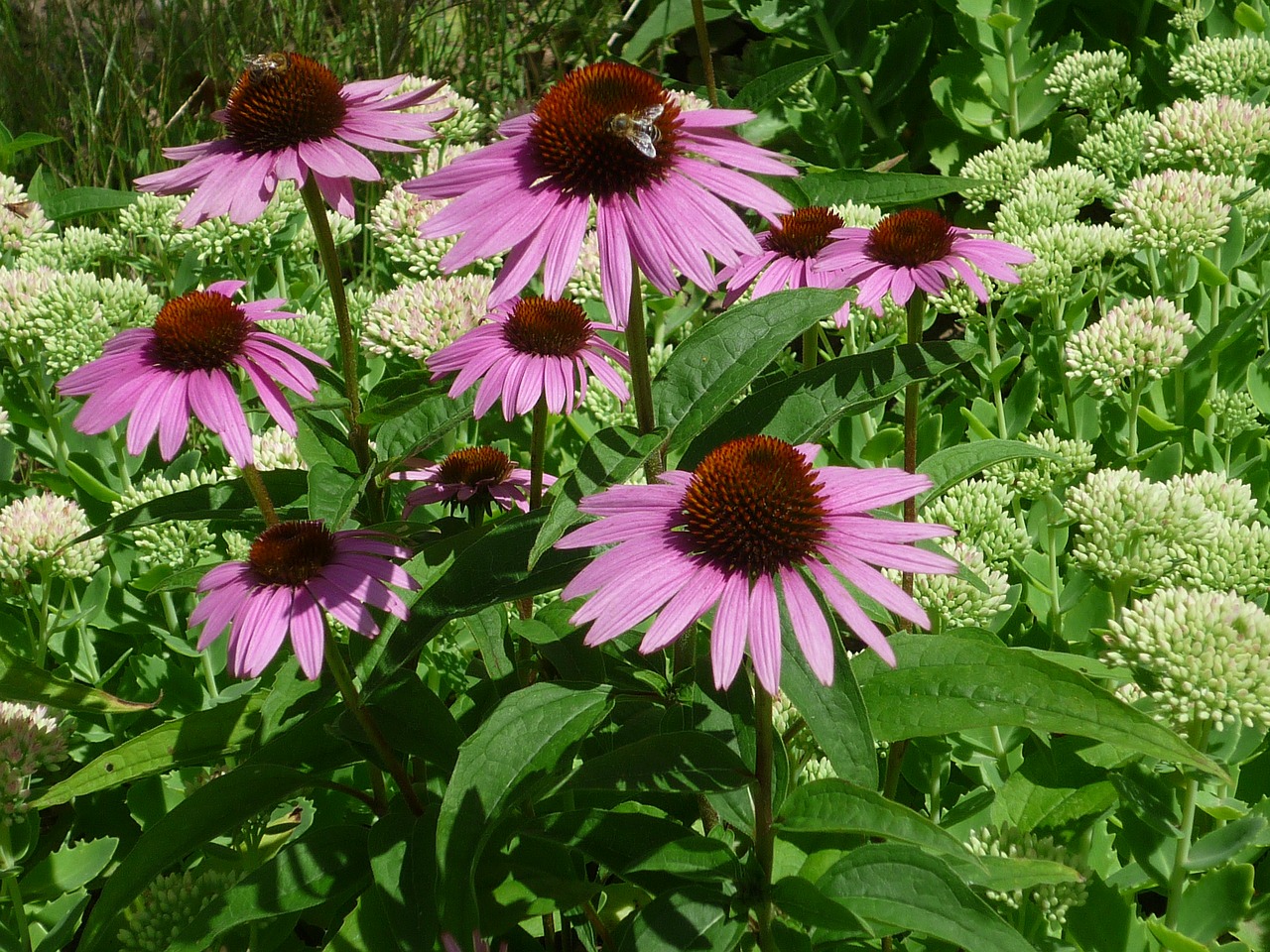 flower sun hat nature free photo