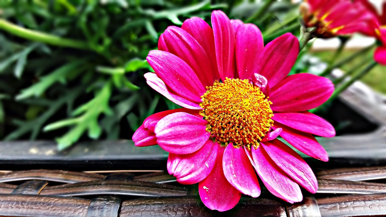 flower grasshopper daisy free photo