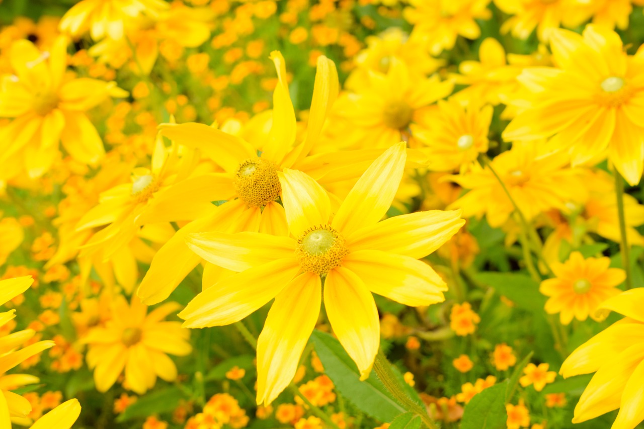 flower yellow bloom free photo