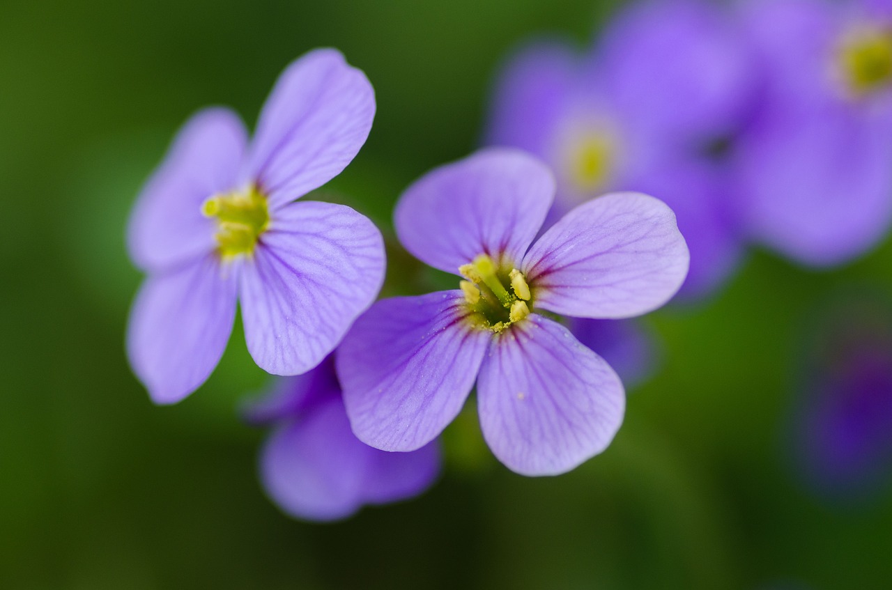 flower bloom petal free photo