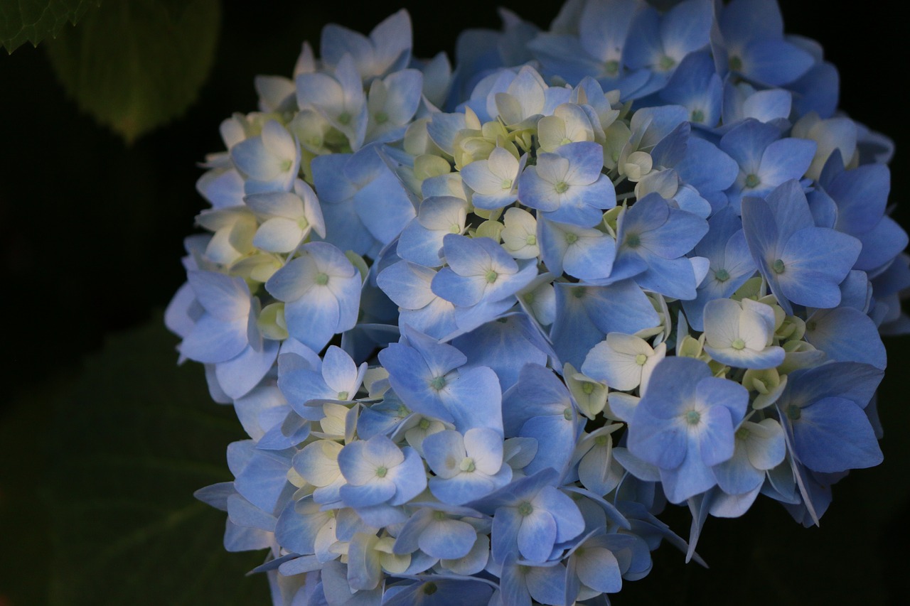 flower blue hydrangea free photo