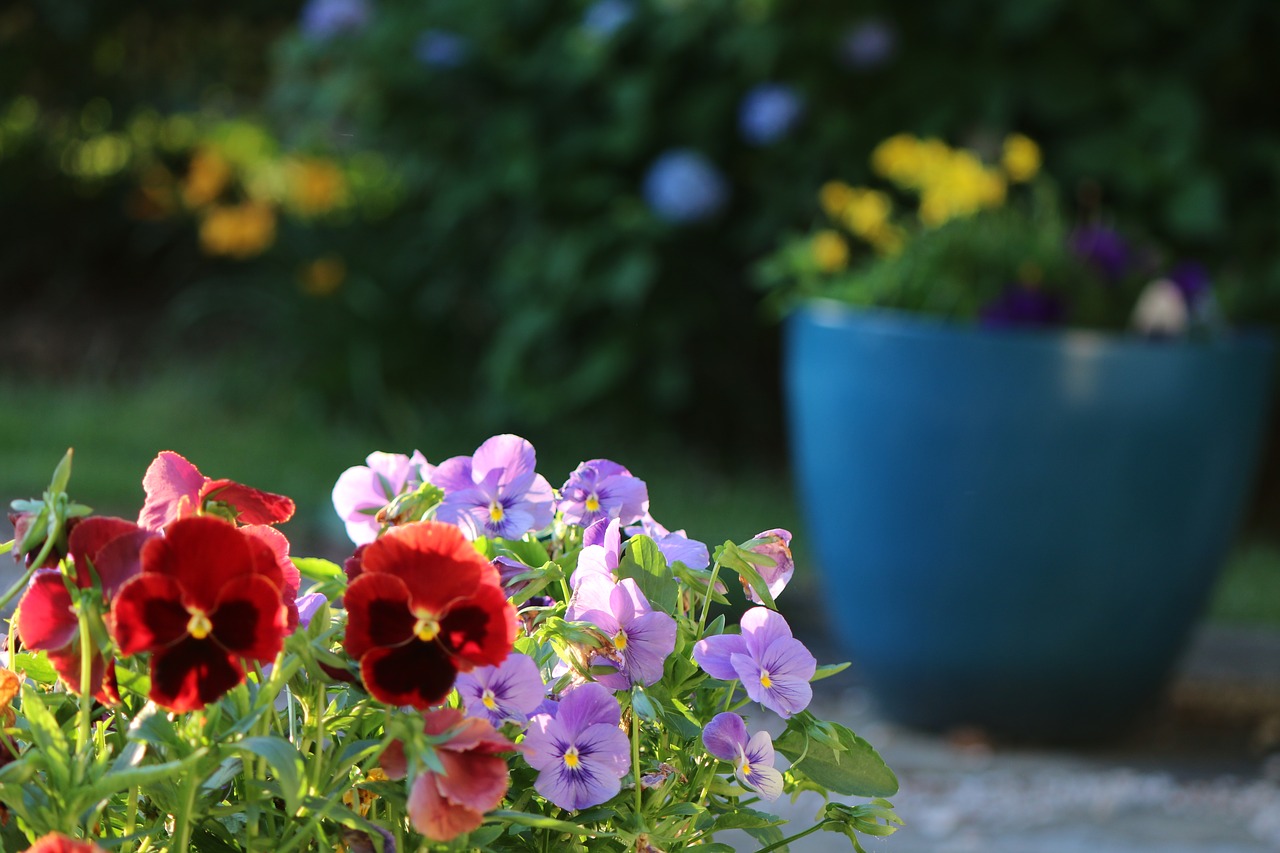 flower pansy violet free photo