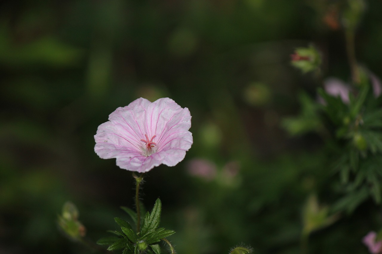 flower pink white free photo