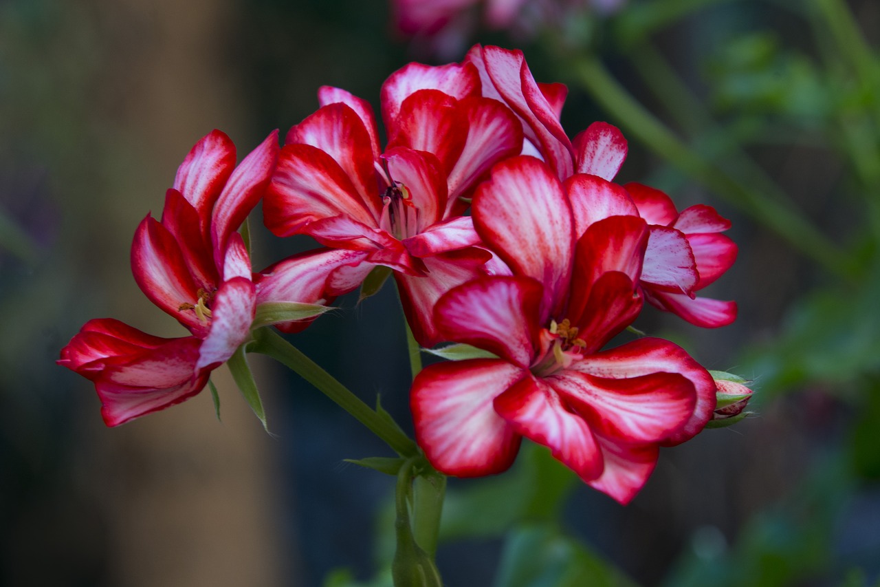 flower geranium red flower free photo