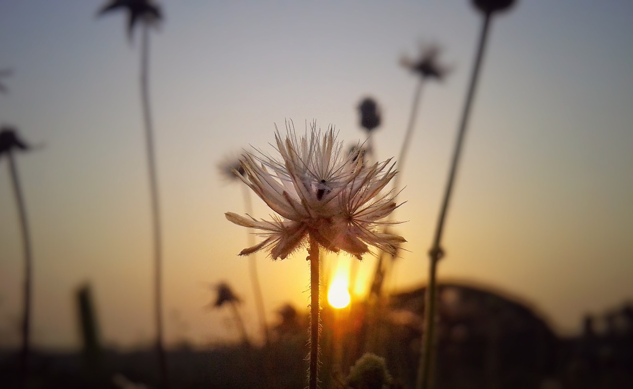 flower sunrise nature free photo