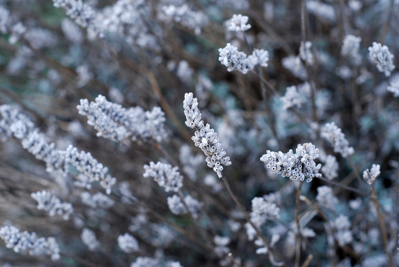 flower blur nature free photo