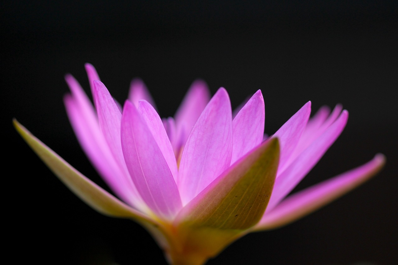 flower pink petal free photo