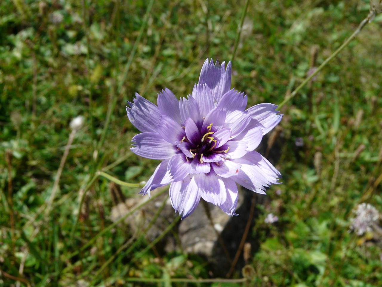 flower nature mountain free photo