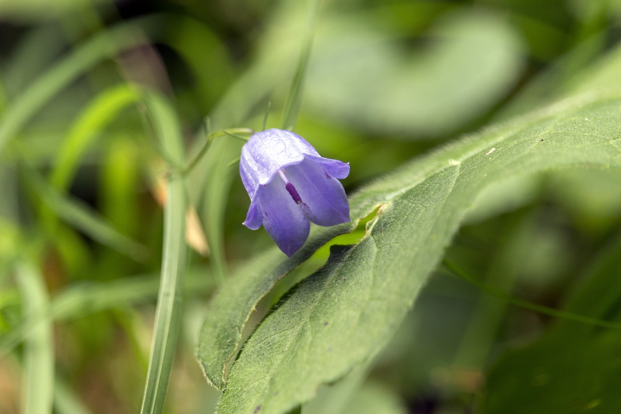 flower green forest free photo