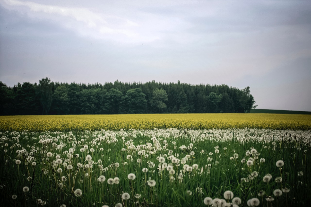 flower field garden free photo