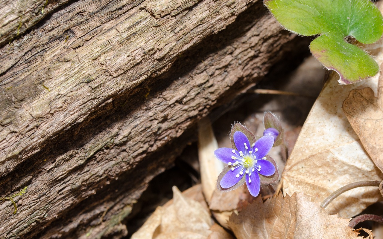 flower petal leaf free photo