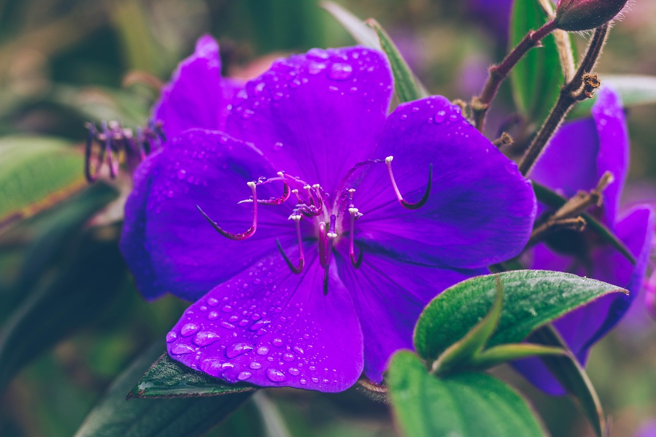 flower floral purple free photo