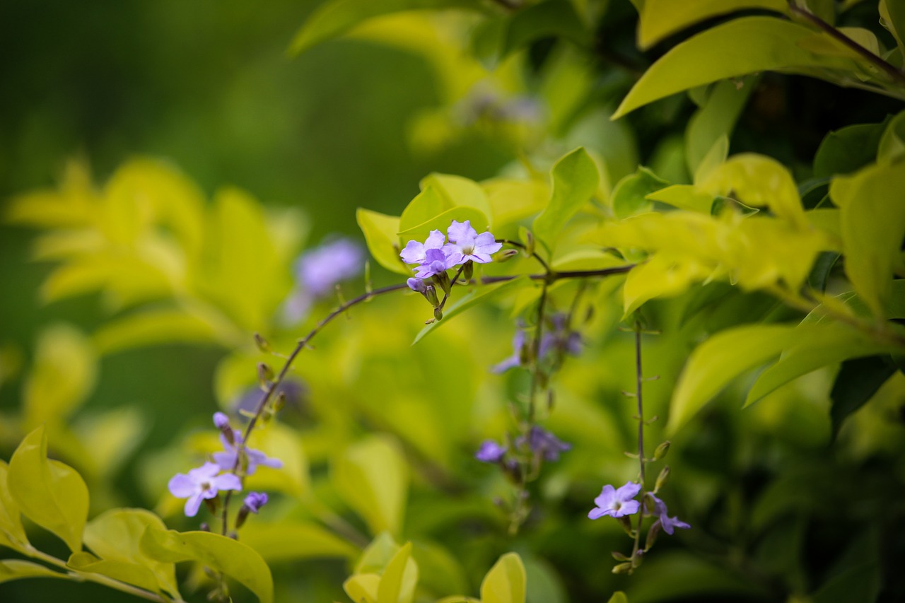 flower tiny flower nature free photo