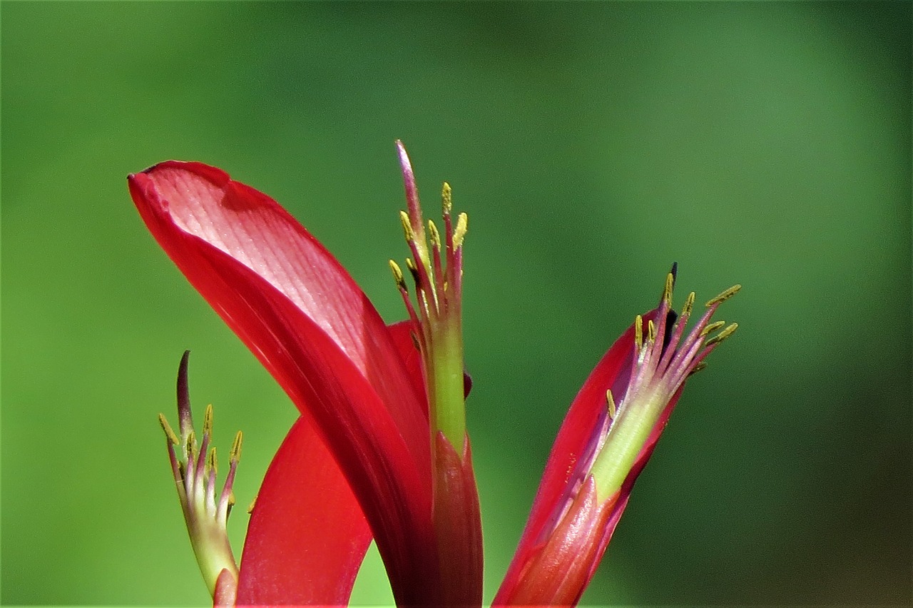 flower red close up free photo