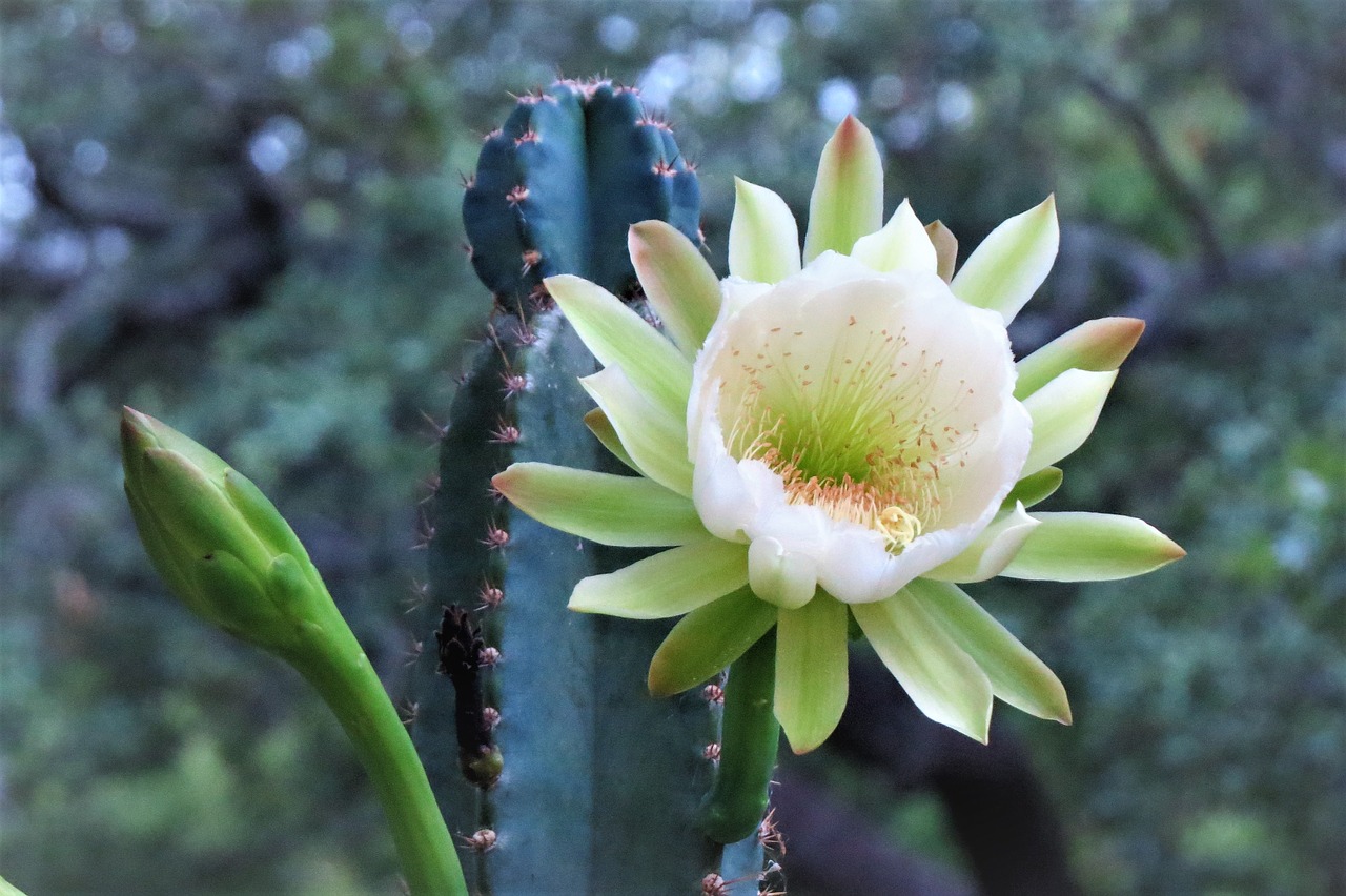 flower cactus white free photo