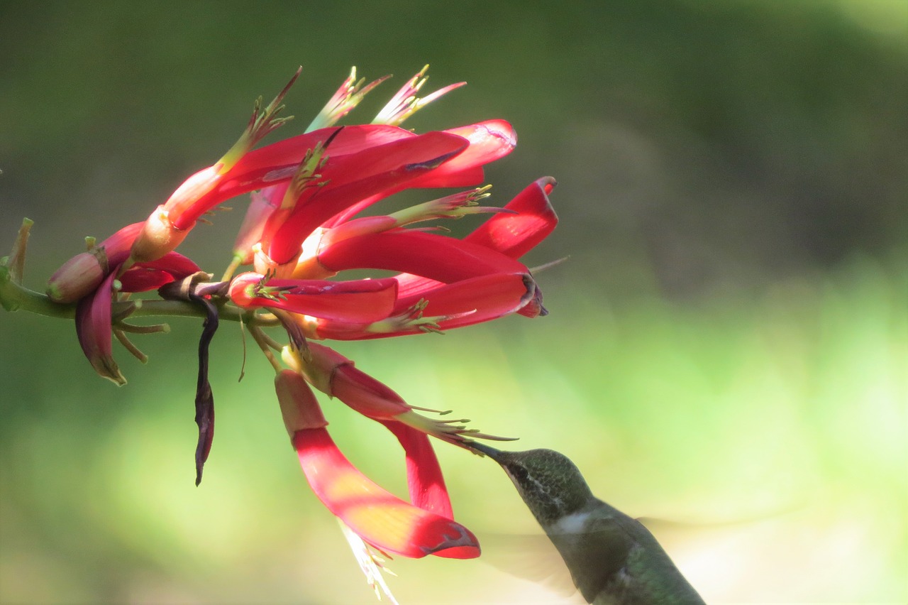 flower red hummingbird free photo