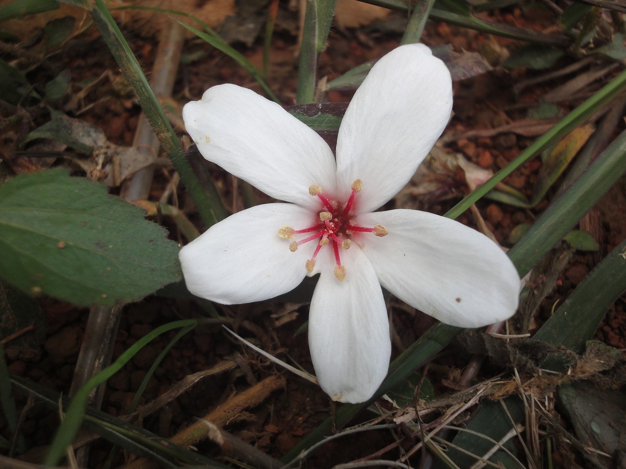 flower plant tung oil free photo