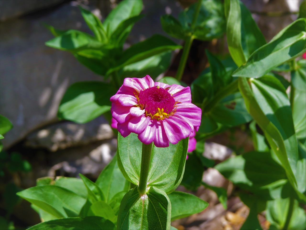 flower pink yellow free photo