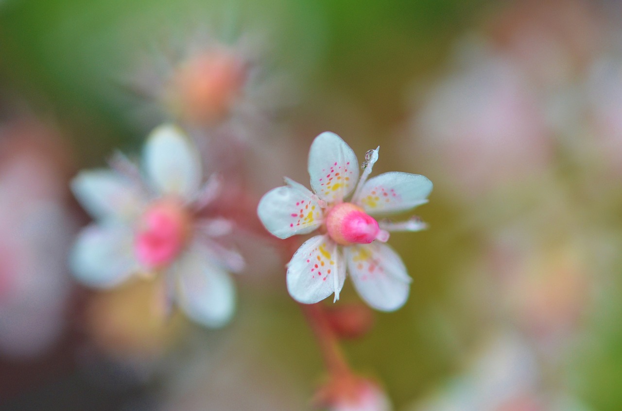 flower natur spring free photo