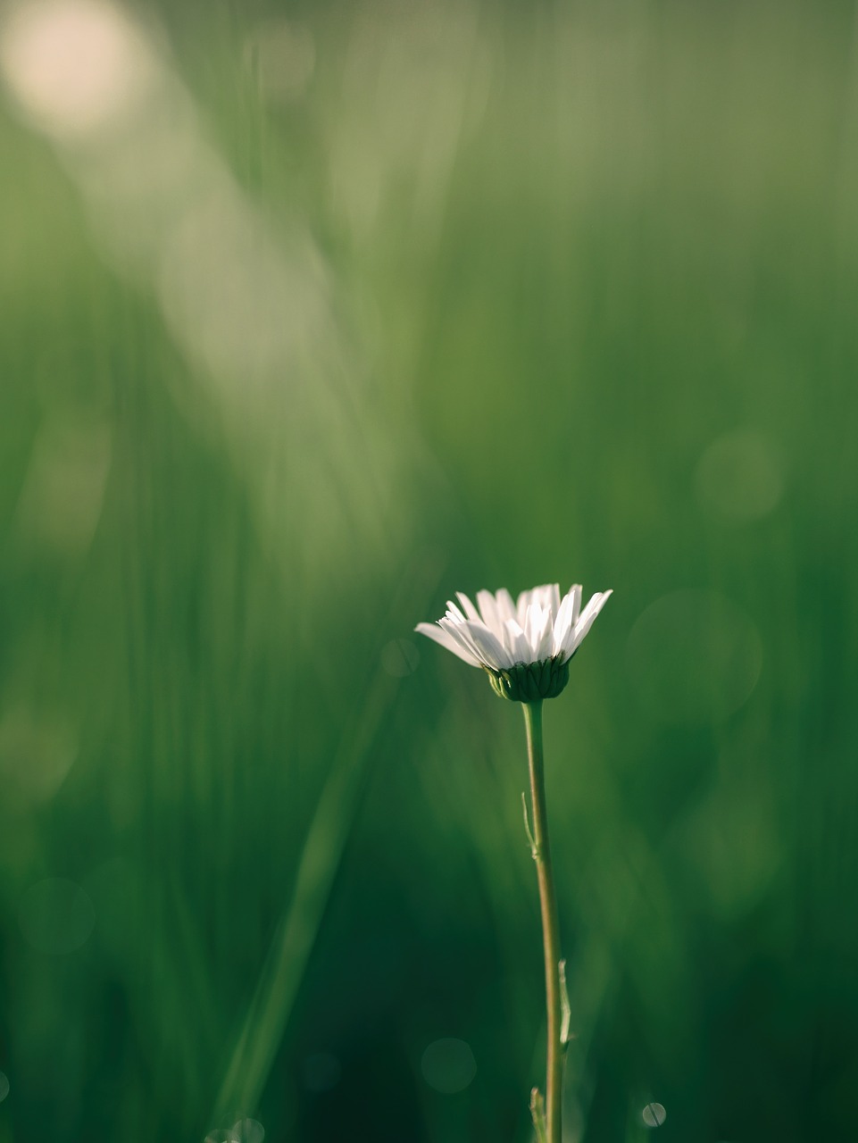 flower nature green free photo