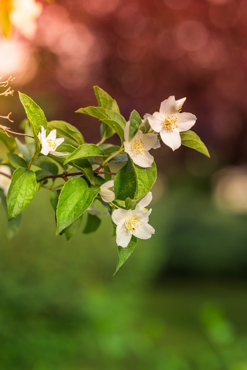 flower bloom petal free photo