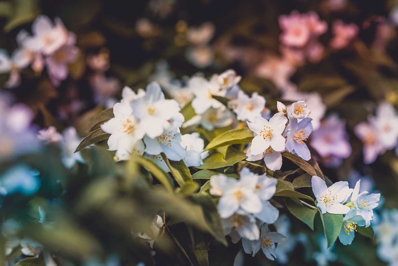 flower bloom petal free photo