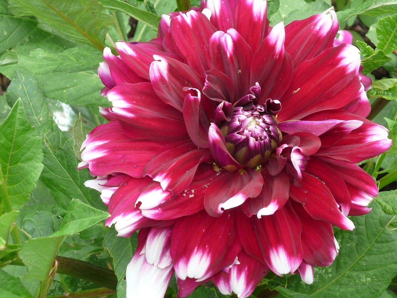 flower dahlia nature free photo