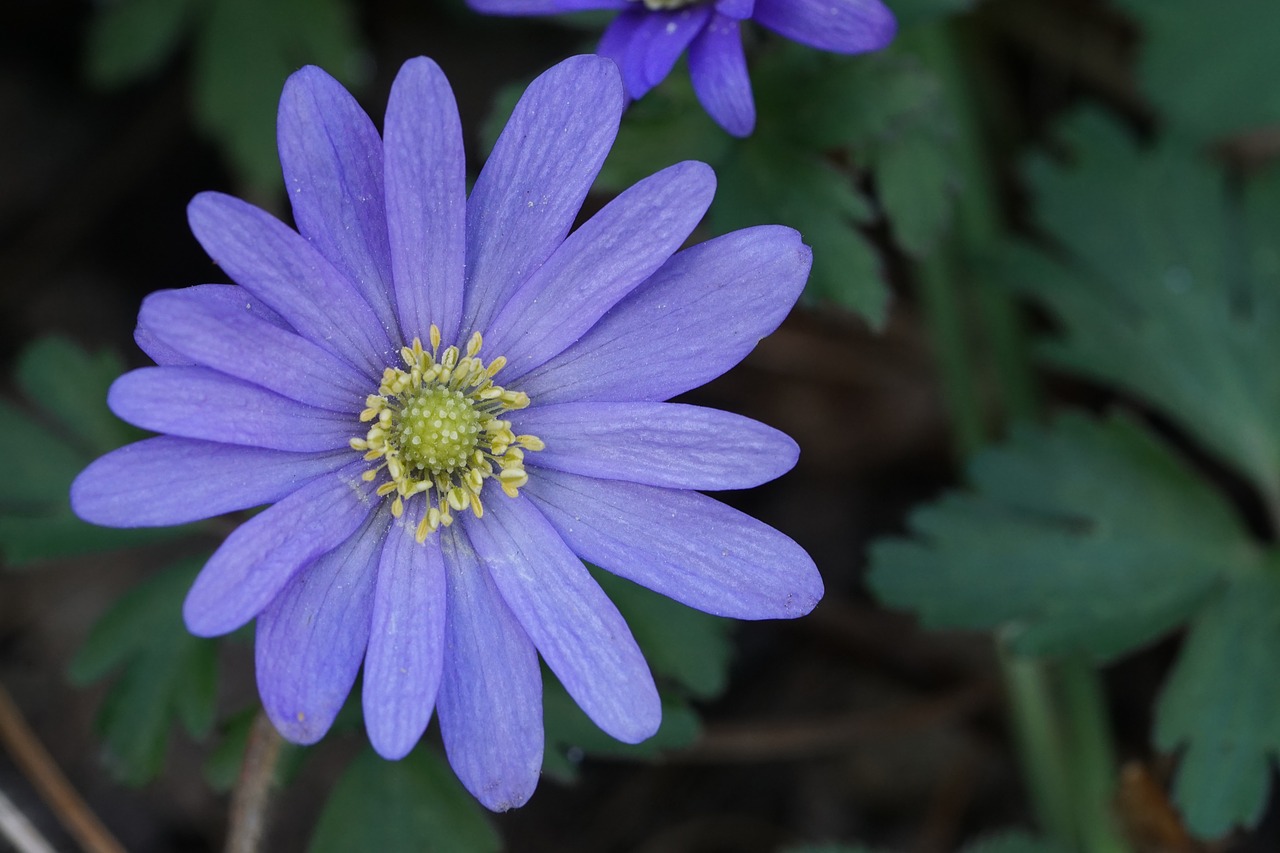 flower purple bluish free photo