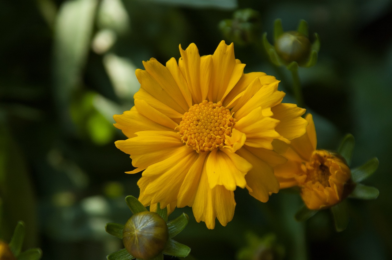 flower yellow blossom free photo