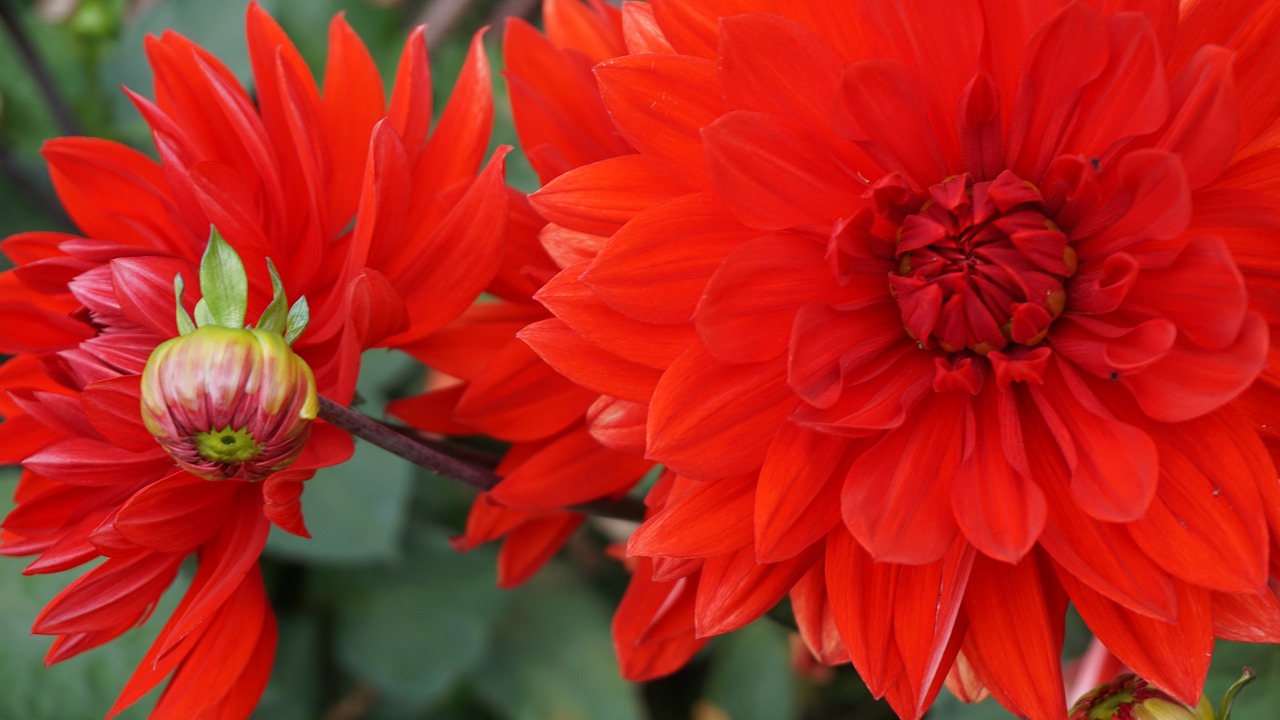 flower red nature free photo