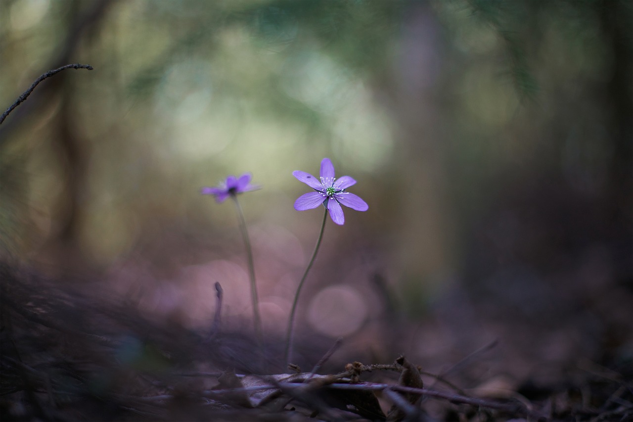 flower nature plant free photo