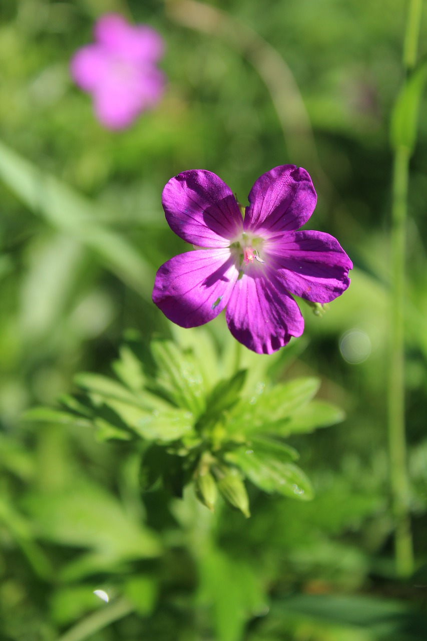 flower nature meadow free photo